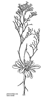 Gen. Limonium - florae.it