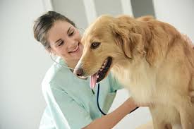 Check spelling or type a new query. Is Pet Insurance A Smart Purchase National