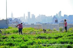 Nyc Food Based Community Organization