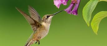Attracting Hummingbirds To Your