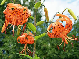 tiger lily s fl story bold meaning