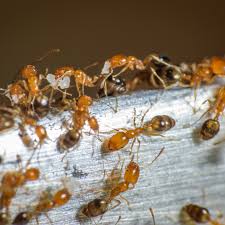 ant identification and behavior bogo