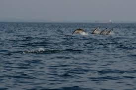 Dolphins Jump Sea - Free photo on Pixabay
