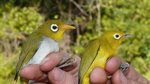Animals related to australian fauna include birds such as cockatoos , bowerbirds. The Real Rarity In Indonesia Found Two New Species Of Birds Teller Report