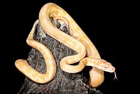 albino northern territory carpet python