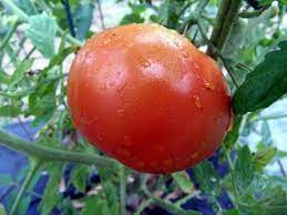 And Esmerelda Golosina Tomato Seeds