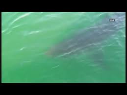 white shark tracked off maine coast