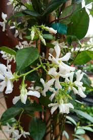 how to plant and grow star jasmine