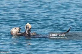 34 photos et images de Sea Otter Shell - Getty Images
