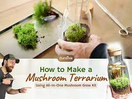 mushroom terrarium using spore kit