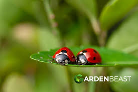 why ladybugs good are for the garden