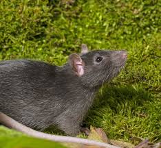 Rats In The California Home Garden