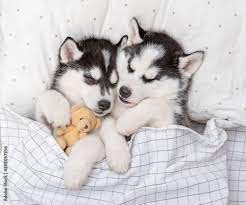 two cute siberian husky puppies sleep