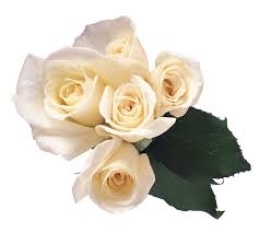 white rose png flower pictures free
