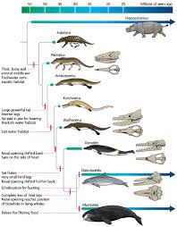 The Evolution Of Whales