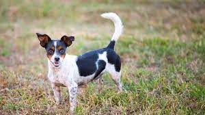 rat terrier dog breed a pet pa