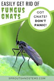 We did not find results for: How To Protect Your Plant From Fungus Gnats Fungus Gnats How To Get Rid Of Gnats Gnats