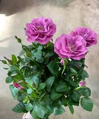 purple rose plants furniture home