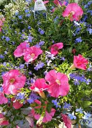 To have a good look at home. How To Care Annuals At The Home Depot Beautiful Flowers Garden Backyard Flowers Beds Annual Flowers