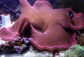 whose got the largest carpet anemone