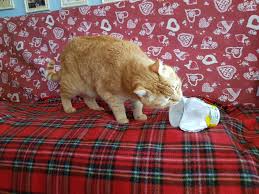 Discover can cats eat yogurt, its benefits and some important facts about feeding it to them. My Cat Licking Yogurt Aww