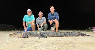 Mississippi Brothers Harvest Record-Breaking Alligator | MeatEater  Conservation