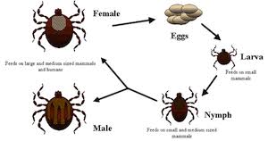 Ticks Life Cycle Reproduction Study Com