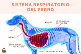 sistema respiratorio del perro y sus