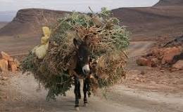 Can donkeys carrying heavy loads?