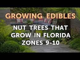 nut trees that grow in florida zones 9