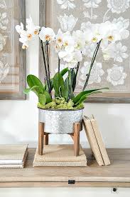Beautiful Orchid Arrangement Diy