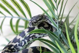 carpet python care sheet welcome to