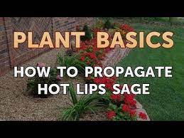 how to propagate hot lips sage you