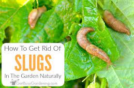 how to get rid of slugs in the garden