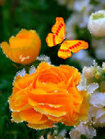 Imagenes Bonitas Con Movimiento De Flores Con Una Mariposa ...