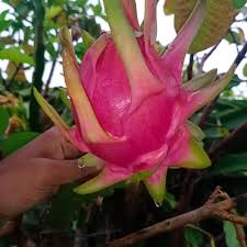 Dragon fruit is one of the most strikingly colorful of all fruits, with an exotic appearance and delightful texture. 50 Health Benefits Of Dragon Fruit How To Cut And Eat