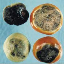 Пукнатините по доматите обикновено се появяват в концентрирани кръгове. Bolesti Pri Domatite Syngenta