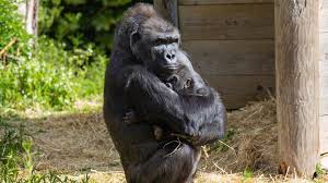 Bristol Zoo S Hand Reared Baby Gorilla