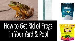 Get Rid Of Frogs In Yard Pool