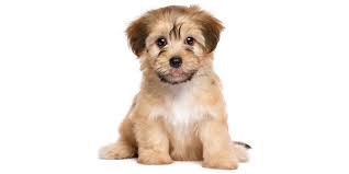 We did not find results for: Find Iowa Puppies For Sale From Vetted Iowa Dog Breeders
