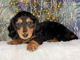 dachshund puppy black tan id 2381