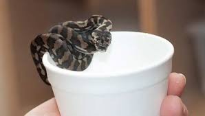 carpet python care sheet size