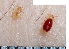 Bed Bugs Umn Extension