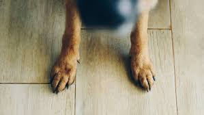 6 best flooring for dogs and how to choose