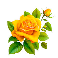 yellow rose pngs for free