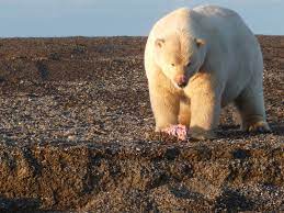 Alaska : le crépuscule des ours - GEO