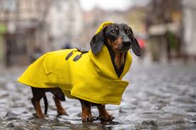 waterproof dog coats 13 waterproof dog