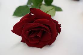 rose romance love you blood red