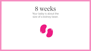 pregnancy calendar a week by week guide