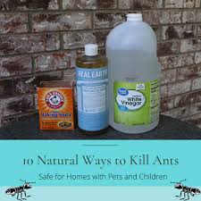 get rid of ants without toxic chemicals